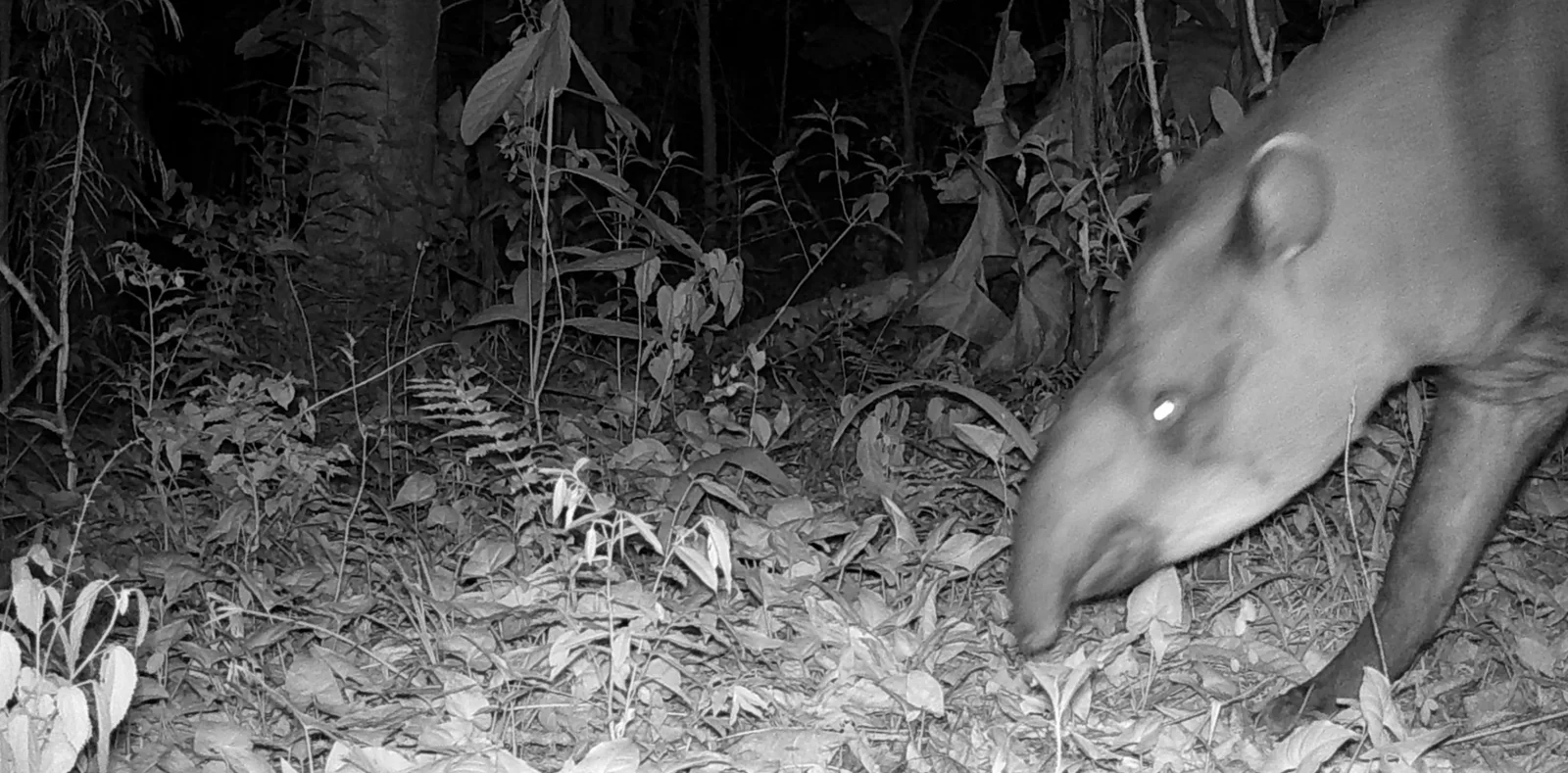 Fauna: levantamento, monitoramento e salvaguarda